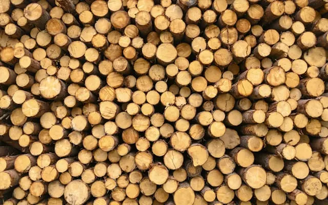 Stacked timber logs